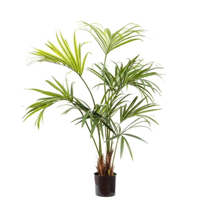Kentia Palm 1.5m