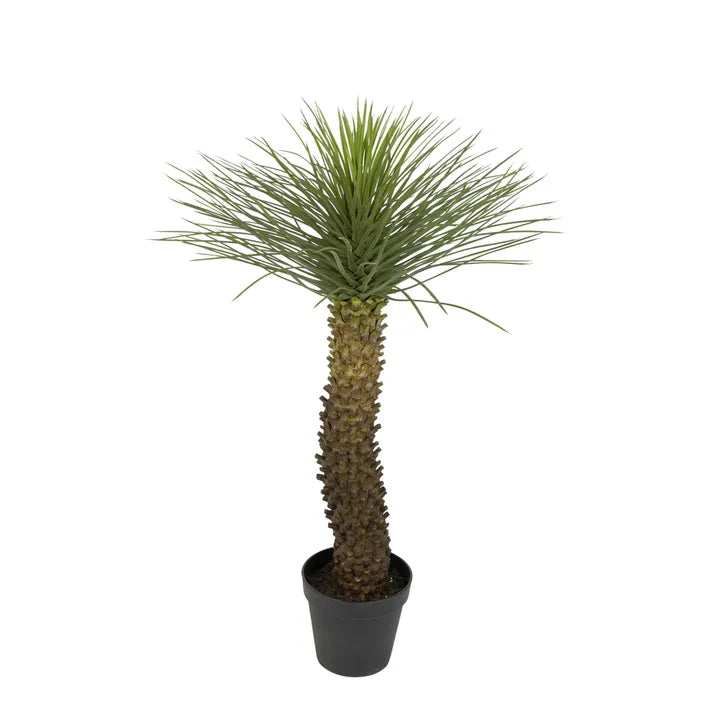 Hedgehog Grass Tree In Pot 1.12m