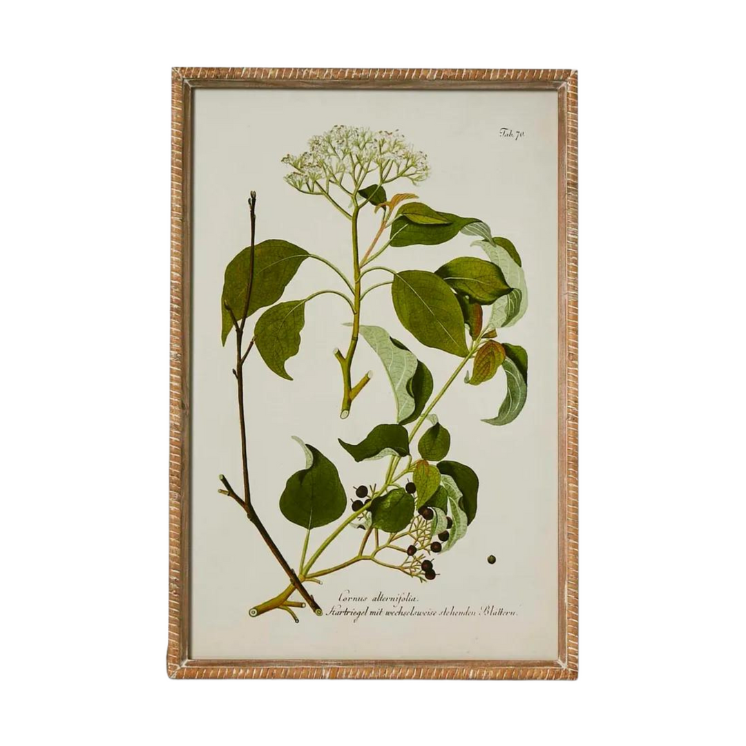 Greenhouse Botanical Wall Art A