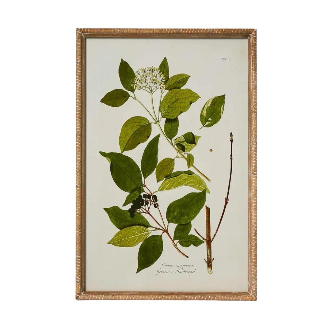 Greenhouse Botanical Wall Art B
