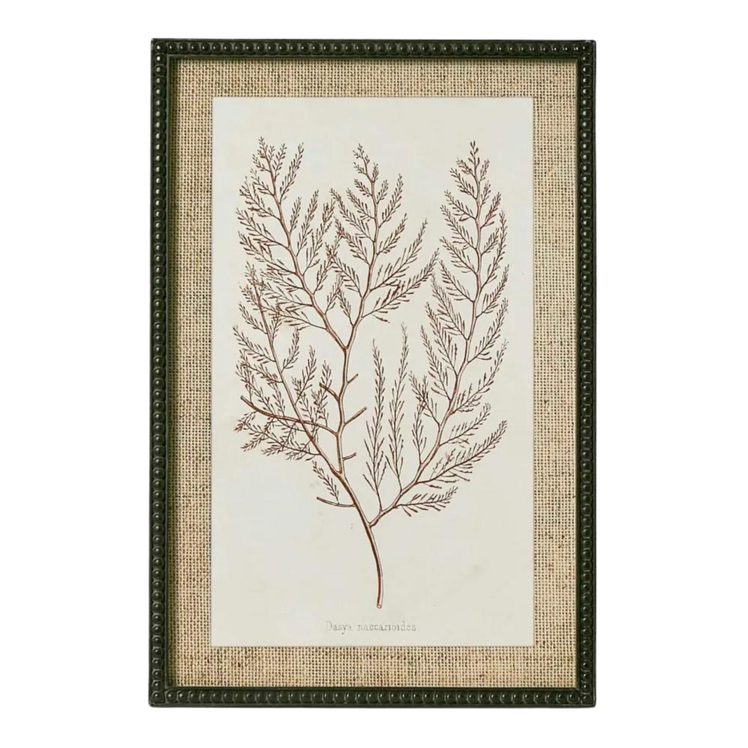 Sepia Coral Wall Art A